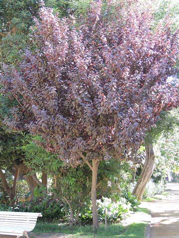 Prunus cerasifera | Zonas Verdes, Parques y Jardines de Cádiz