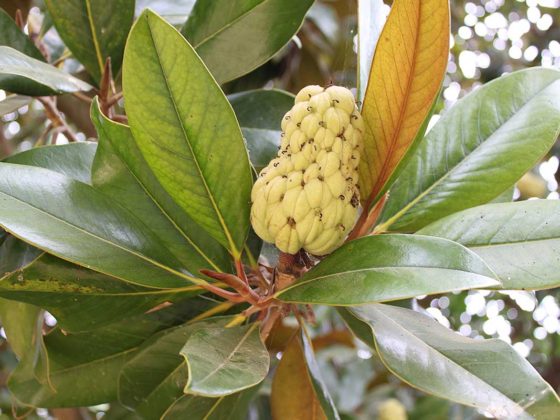 Magnolia grandiflora | Zonas Verdes, Parques y Jardines de Cádiz