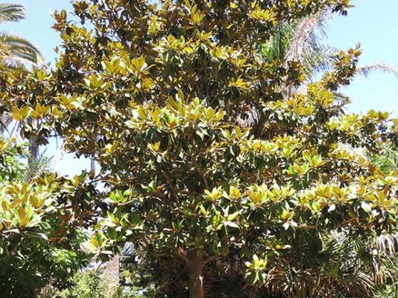 Magnolia grandiflora | Zonas Verdes, Parques y Jardines de Cádiz