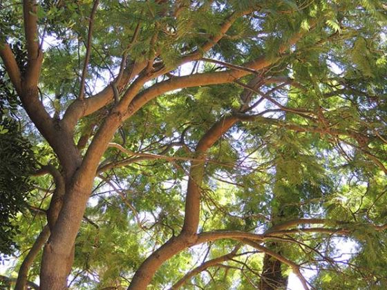 Jacaranda mimosifolia | Zonas Verdes, Parques y Jardines de Cádiz